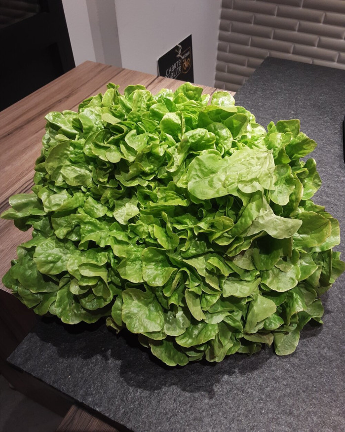 feuille de chêne