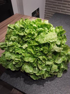 Feuille de Chêne