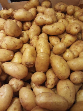 Pommes de terres nouvelles AMANDINE 