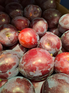PRUNE ROUGE