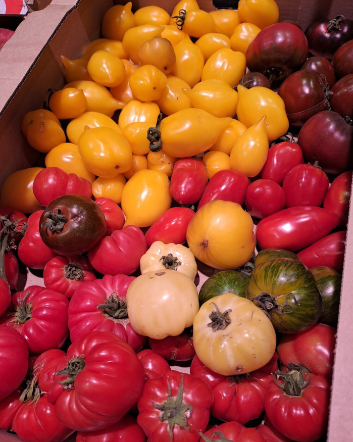 TOMATE DU PAYS