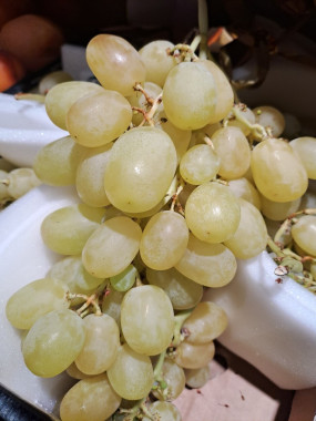 Raisin blanc VICTORIA